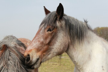 the head of a big happy brown draught horse in a nature reserve in winter closeup