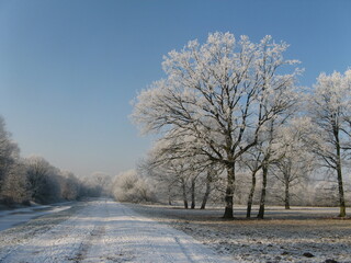 a white winter landscape with a white path and trees with hoar frost in a forest in belgium in winter and a blue sky
