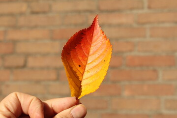 an autumn leaf with yellow and red colors in someones hand closeup and a wall in the background
