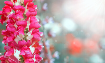Red snapdragon flowers in the morning bright light