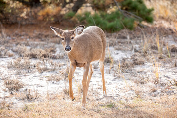 Whitetail