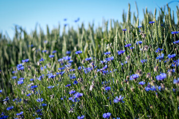 Detail of green wheat field with some blue cornflowers growing inside. Selective focus.