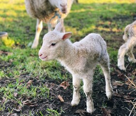 Naklejka na ściany i meble baby lamb on a farm
