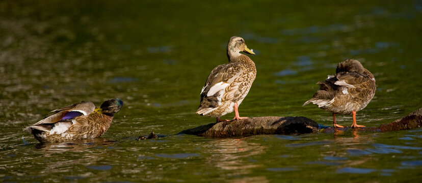 Ducks