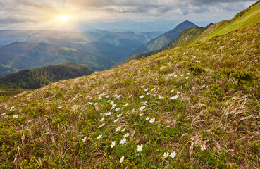 Obraz premium springtime in the alps