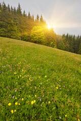 Obraz premium springtime in the alps