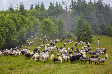 High in the mountains at sunset shepherds graze cattle among the panorama of wild forests and fields of the Carpathians.