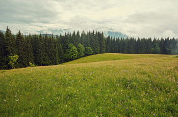 landscape in the Alps with fresh green meadows and blooming flowers and snow-capped mountain tops in the background