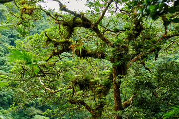 Naturaleza humeda