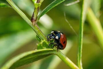 Naklejka premium Close up of ladybug in the field climbing on the branch. 