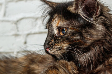 Naklejka na ściany i meble Beautiful little cat girl on a background of a brick wall
