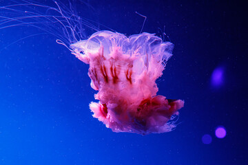 macro of a beautiful jellyfish cyanea capillata