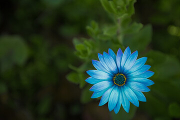blue and white daisy