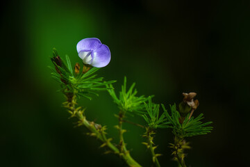 flower in the garden