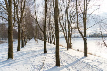 Birch grove winter landscape on a sunny frosty day. A beautiful park away from the hustle and bustle of the city, a quiet and cozy place to relax.