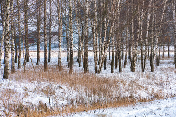 Birch grove winter landscape on a sunny frosty day. A beautiful park away from the hustle and bustle of the city, a quiet and cozy place to relax.