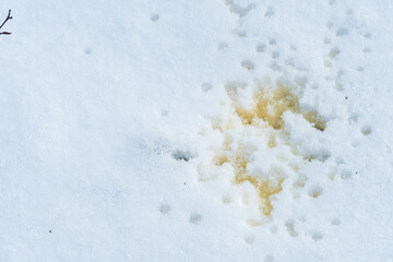 Obraz premium Yellow traces of urine on white snow. Someone urinated on the street in a public place. There is no public toilet in the recreation park.