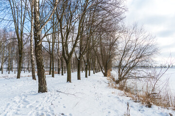 Birch grove grows in the park along the lake. Beautiful winter landscape near the river. Snow drifts and fresh fluffy snow on a sunny frosty day.