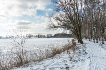 Birch grove grows in the park along the lake. Beautiful winter landscape near the river. Snow drifts and fresh fluffy snow on a sunny frosty day.