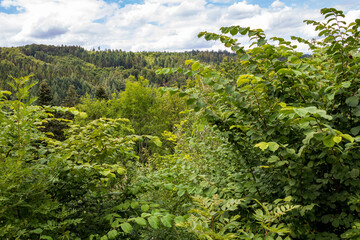 Fototapeta na wymiar green trees and blue sky in the woods in summer in Kirchzell, Odenwald, Germany.