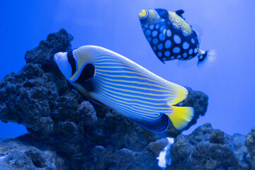 Fototapeta na wymiar Swimming tang and tropical reef. Corals and fish underwater
