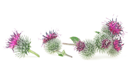 Medicinal plant - prickly heads of burdock flowers isolated on a white background.  Arctium lappa.