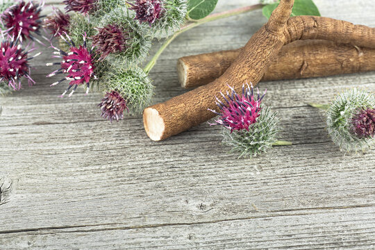 Burdock roots and burdock flowers on wooden desk. Prickly heads of burdock flowers. Treatment plant.