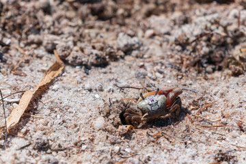 A fiddler crab