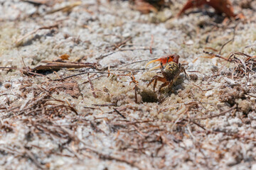 A fiddler crab