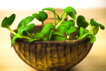 Heap of daikon radish microgreen shoots in old wooden spoon close up. Radish green sprouts. Fresh, homegrown, organic greenery