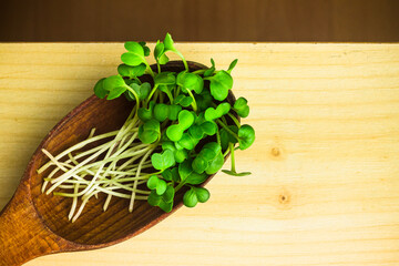 Heap of daikon radish microgreen shoots in old wooden spoon close up. Radish green sprouts. Fresh, homegrown, organic greenery