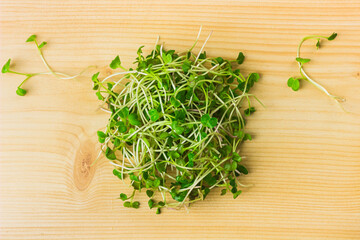 Daikon radish microgreen sprouts on wooden table top view. Heap of radish green sprouts close up. Homegrown, fresh greenery. Healthy, dietary food concept