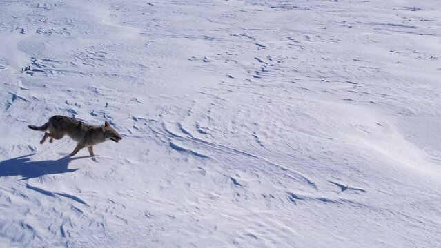 coyote running through deep powder snow and fields to survive the cold winter