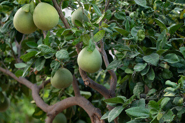 Big round pomelo citrus fruits hanging on trees on pomelo plantations