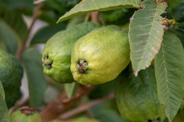 Ripe  aromatic fruits of apple guava plant ready to harvest