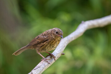 Accenteur mouchet
Prunella modularis - Dunnock