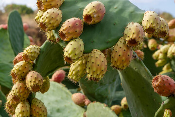 Ripe edible fruits opuntia pears ready to harvest