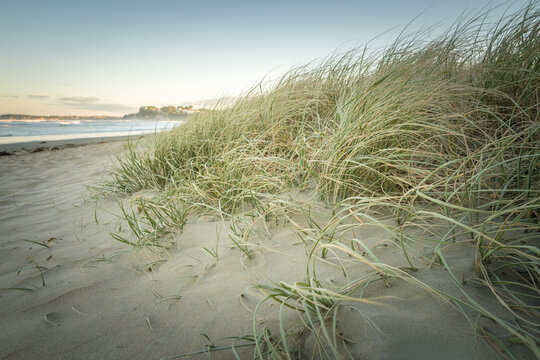 Coastal Grass Spinifex growing in the Sand at Orewa Beach in Auckland New Zealand