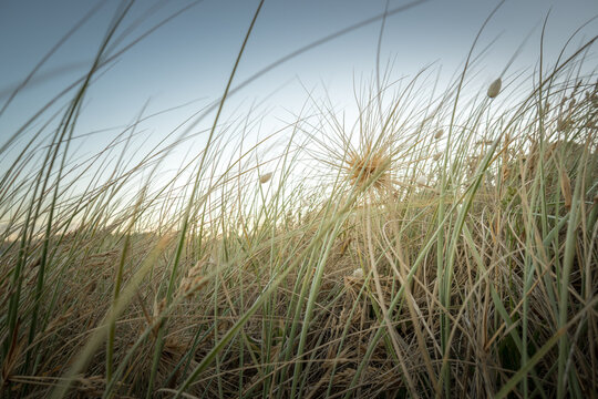 Close-Up View of Spinifex Coastal Grass Looking Through the Leaves Selective Focus