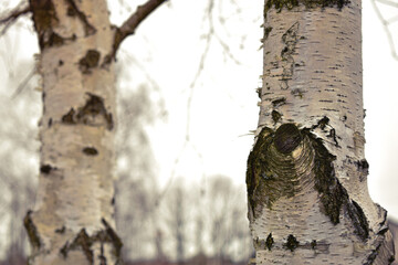 Obraz premium Young birches with black and white birch bark in spring in birch grove against background of other birches