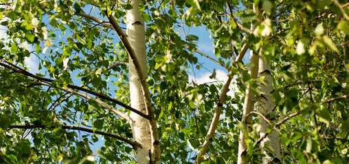 Young birches with black and white birch bark in spring in birch grove against background of other birches