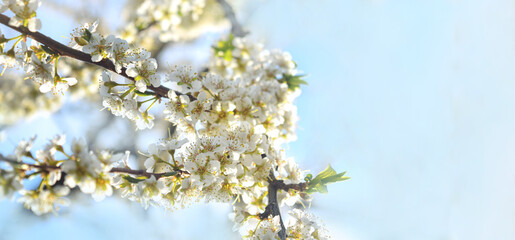 Spring flowering background. Beautiful nature scene with a flowering tree and sun flares. Sunny day. Spring flowers. Beautiful garden. Abstract blurred background. In the spring