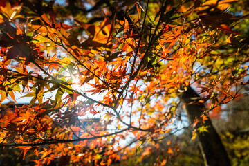 The brilliant colors of fall in Japan with sunlight on the grounds of the Tenryu-ji Temple.