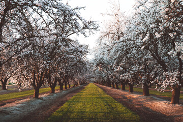 Naklejka premium Almond Orchard Full Bloom