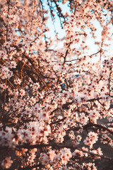 Almond Orchard Full Bloom