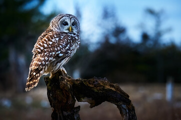 Barred Owl hunting at dusk