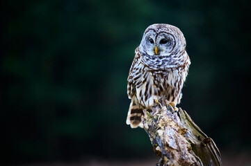 Barred Owl hunting at dusk