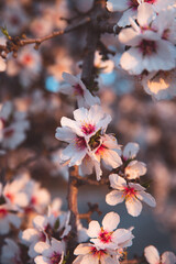 Almond Orchard Full Bloom