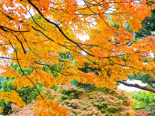 Autumn colors in Japanese garden Tokyo Japan 