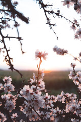 Almond Orchard Full Bloom